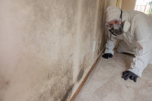 Best Residential Mold Inspection & Testing in USA